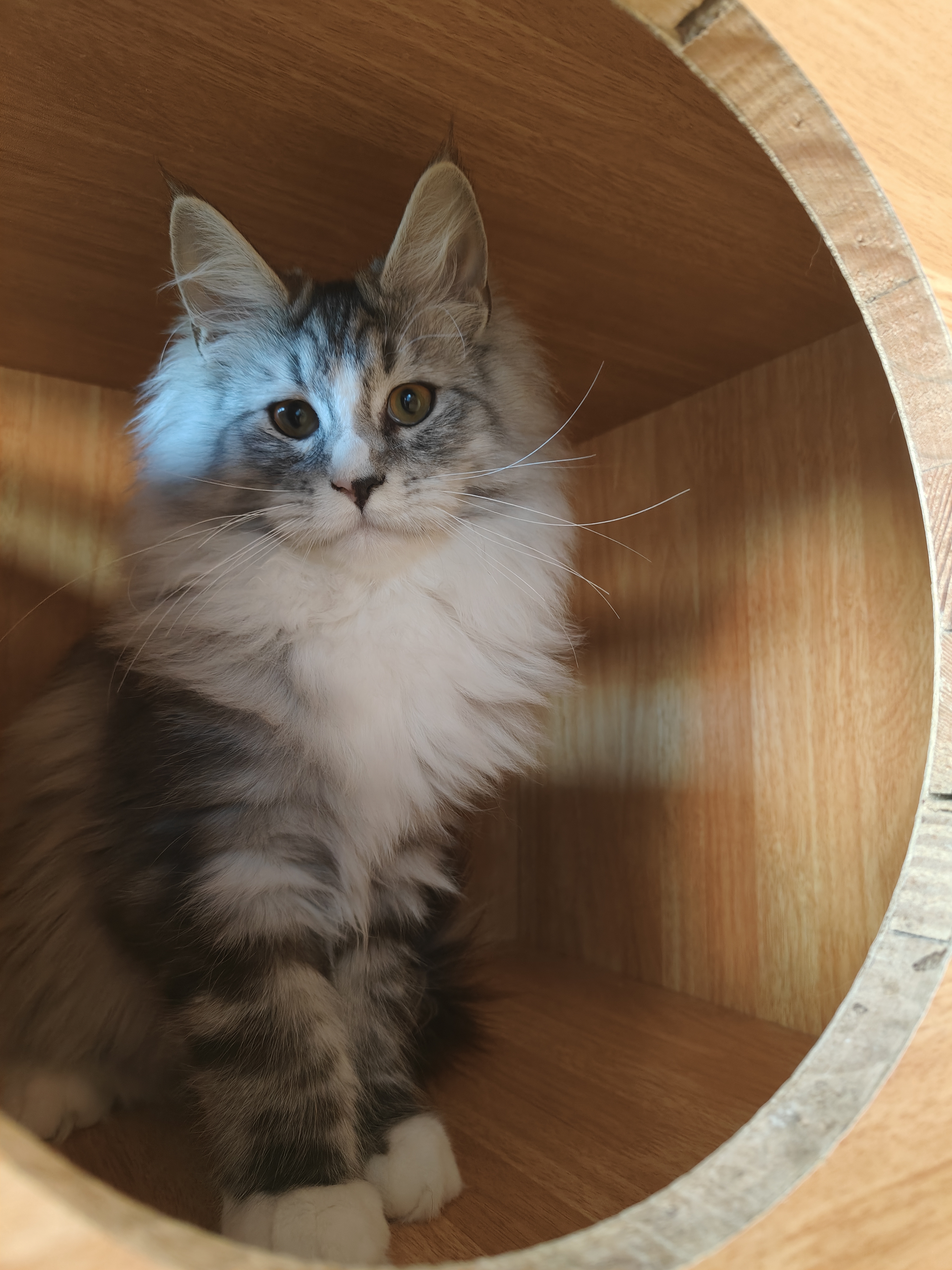 缅因猫银虎缅因猫妹妹无病无藓疫苗齐全包健康价格不贵大体型性格好